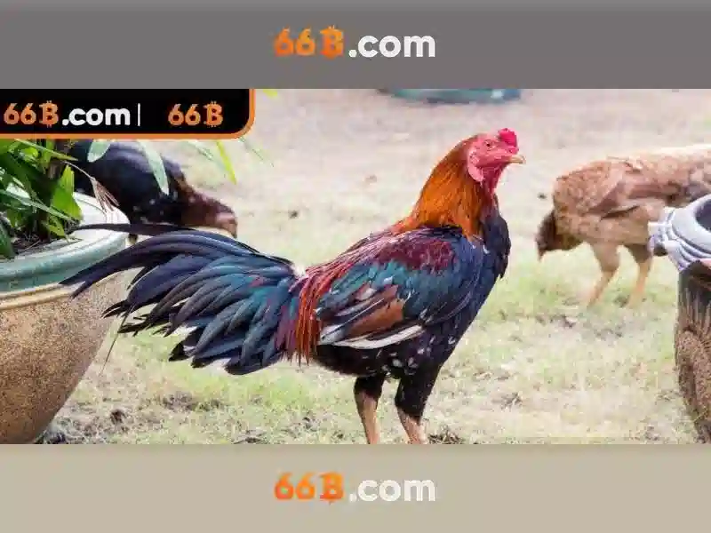 cờ vua 66b mới - 66B